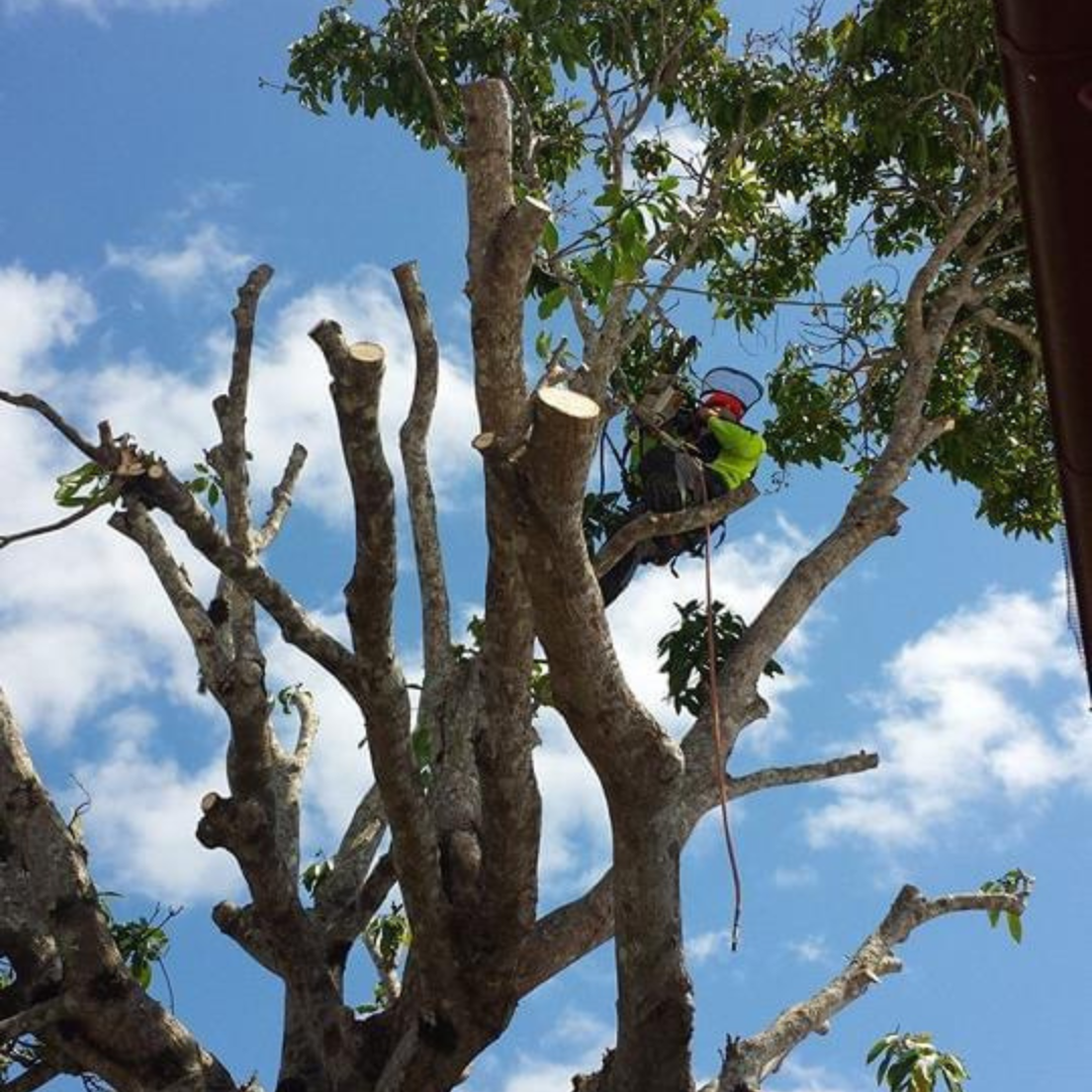 QLD Tree Service owner Jason pruning a tree