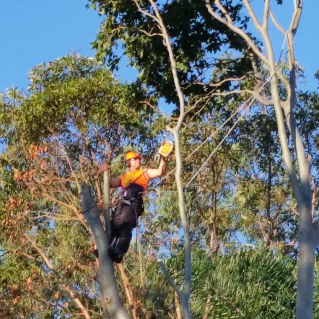 QLD Tree Service worker suspended in tree with harness cutting trees