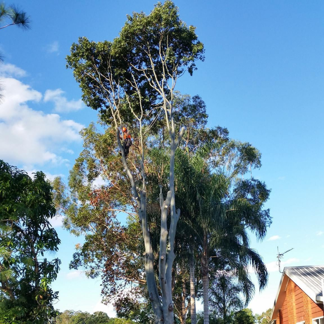 QLD Tree Service tree pruning