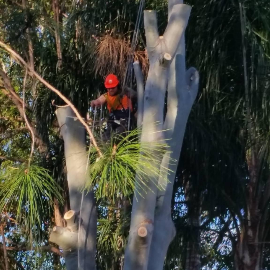 QLD Tree Service tree pruning