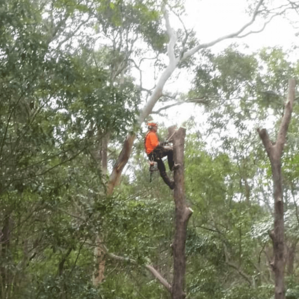 QLD Tree Service tree pruning