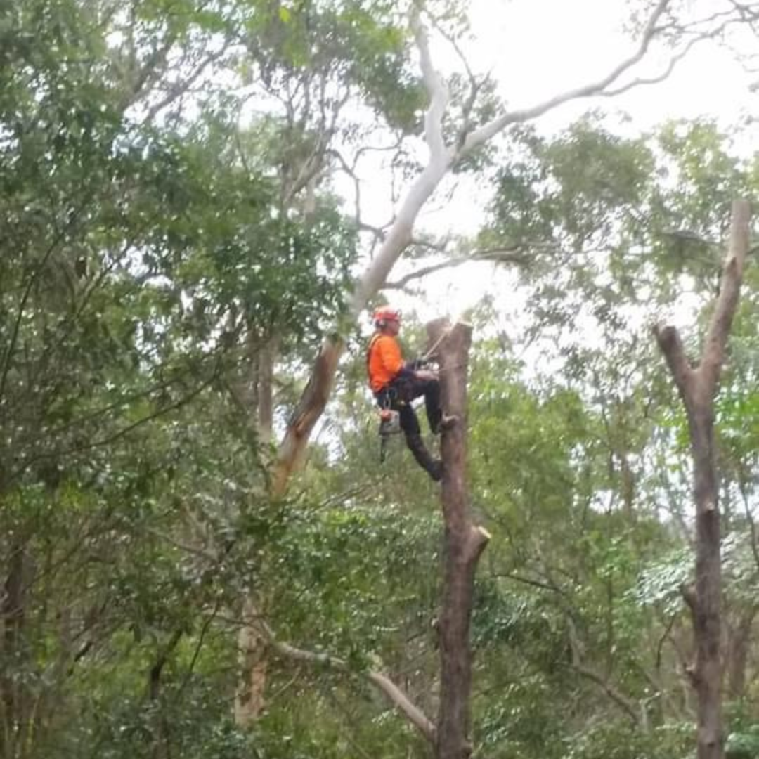 QLD Tree Service tree pruning