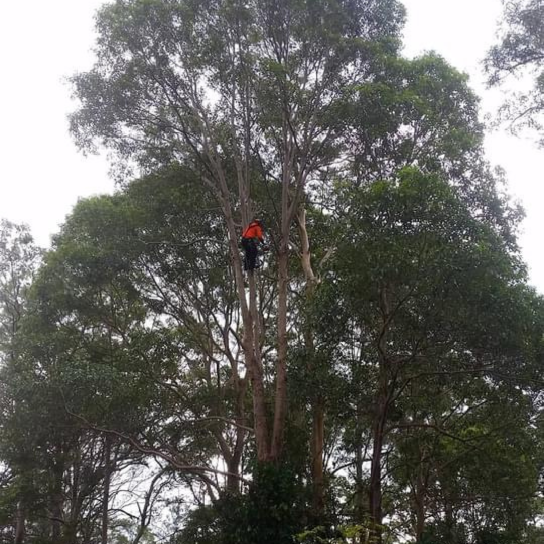 QLD Tree Service tree pruning