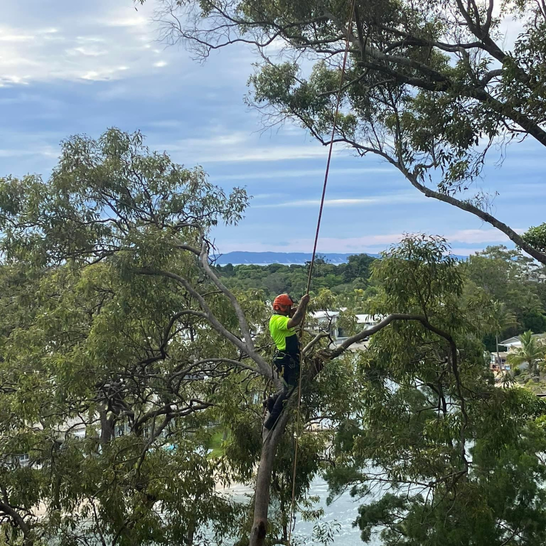 QLD Tree Service worker looking at view from trees