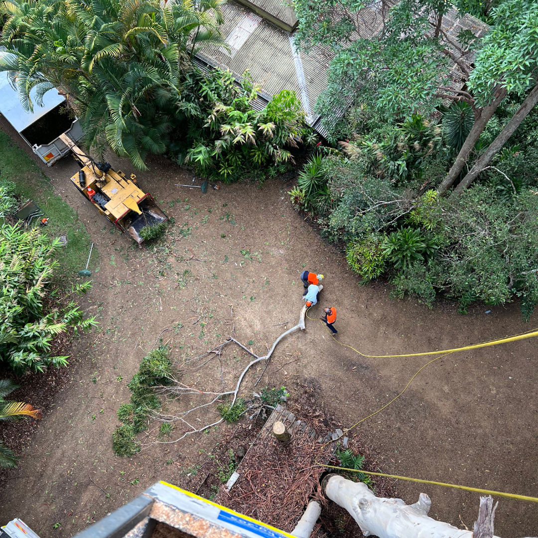 QLD Tree Service worker looking down at ground below